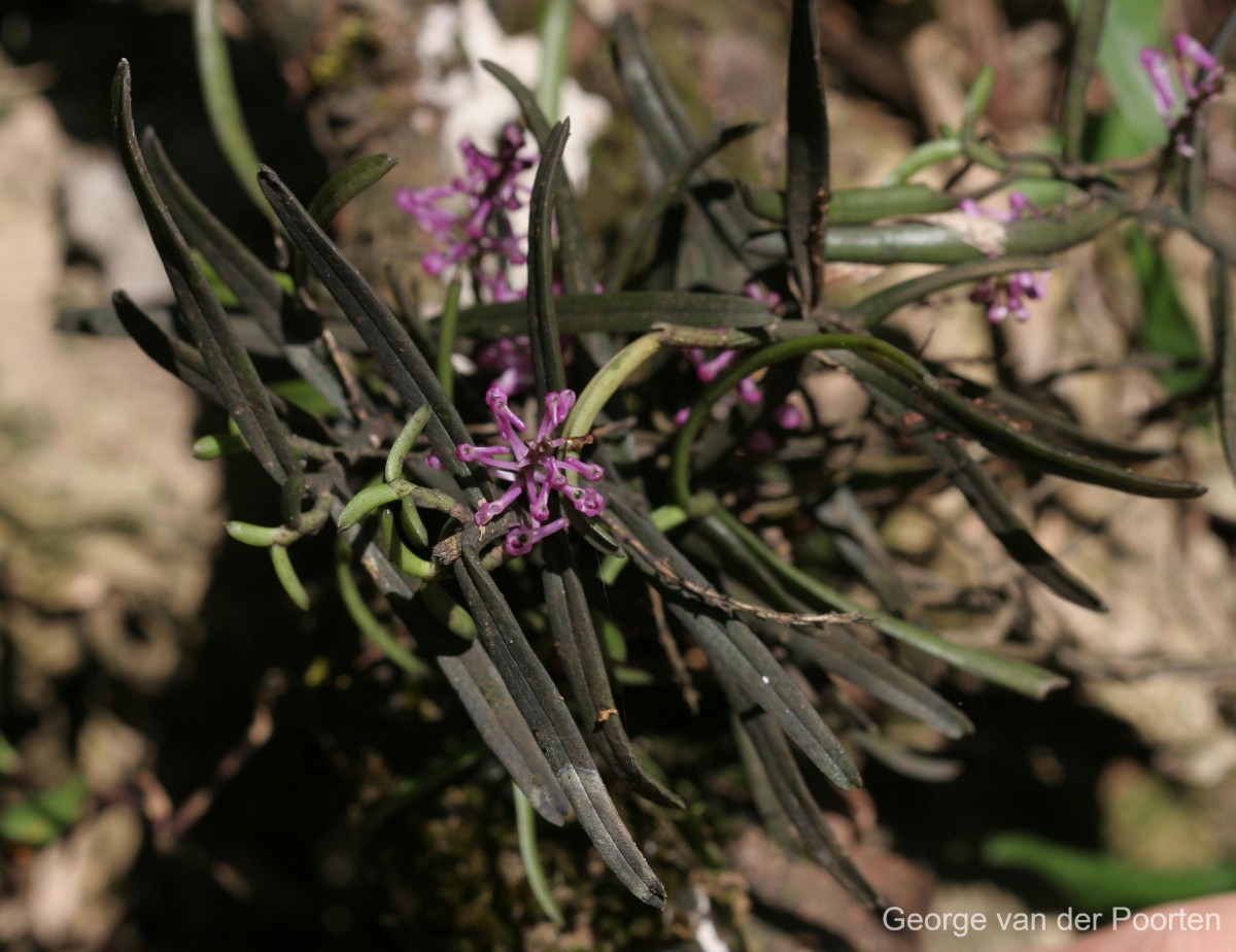 Robiquetia rosea (Lindl.) Garay